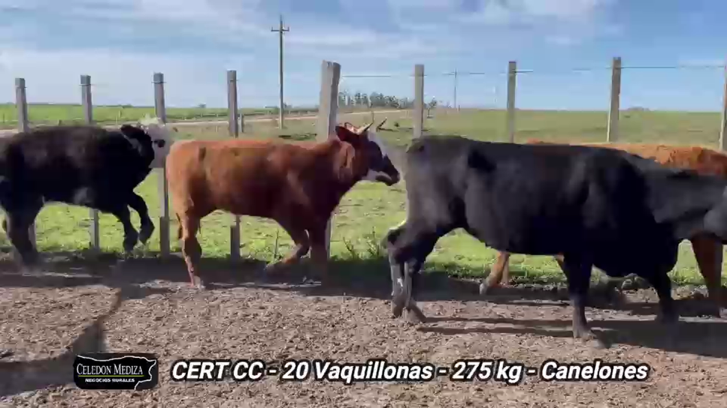 Lote 20 Vaquillonas 1 a 2 años en San Jacinto, Canelones