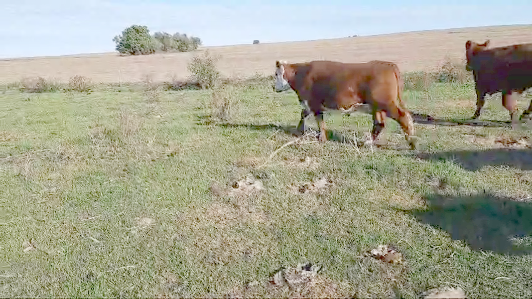 Lote (Vendido)20 Novillos 2 a 3 años Angus, hereford, braford, normando, charolais a remate en 10º Subasta - CAB  460kg -  en Paraje Juan Gonzales