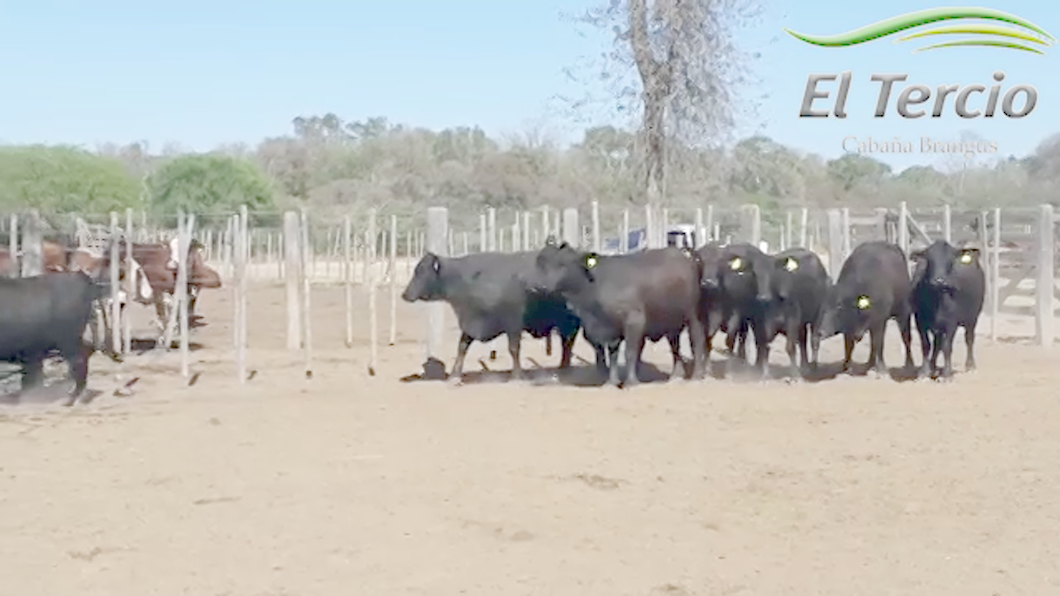Lote Vaquillona