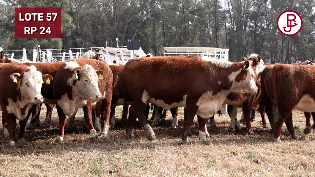 Lote VAQUILLONA PR PREÑADA PARICIÓN PRIMAVERA