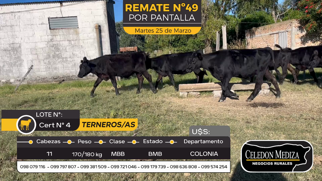 Lote 11 Terneros y Terneras en Tarariras, Colonia