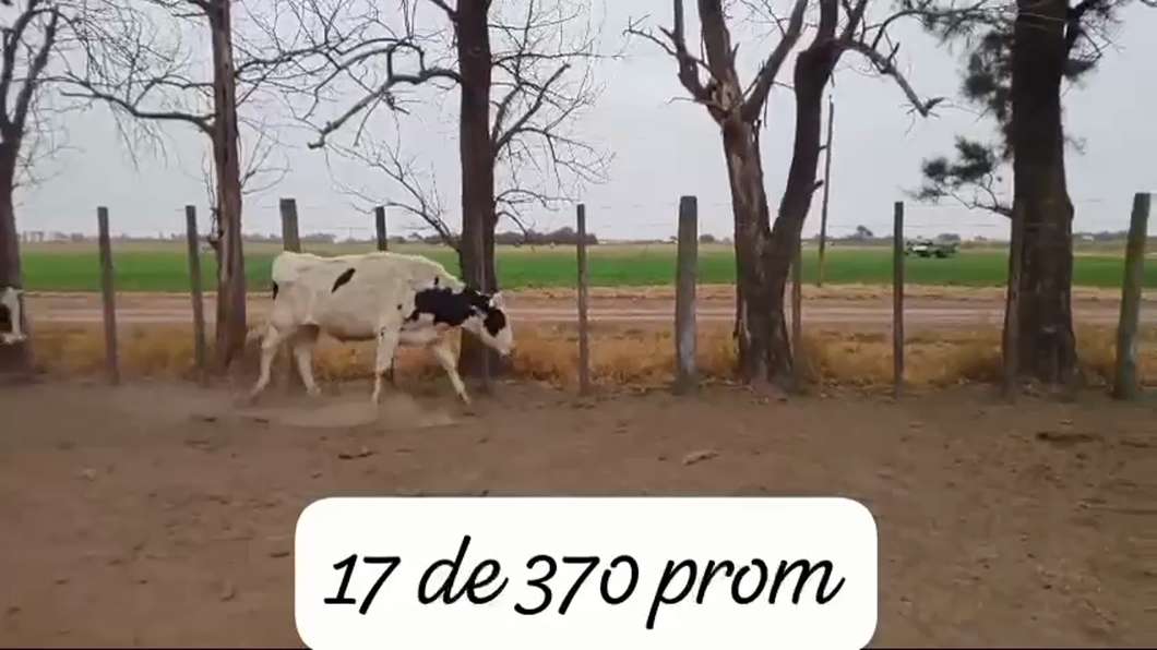 Lote 17 Novillitos Holando Argentino en Cuatro Bocas, Santiago del Estero