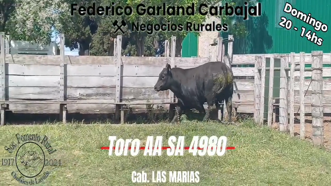 Lote TORO SA ANGUS a remate en Expo Ombues en OMBUES DE LAVALLE