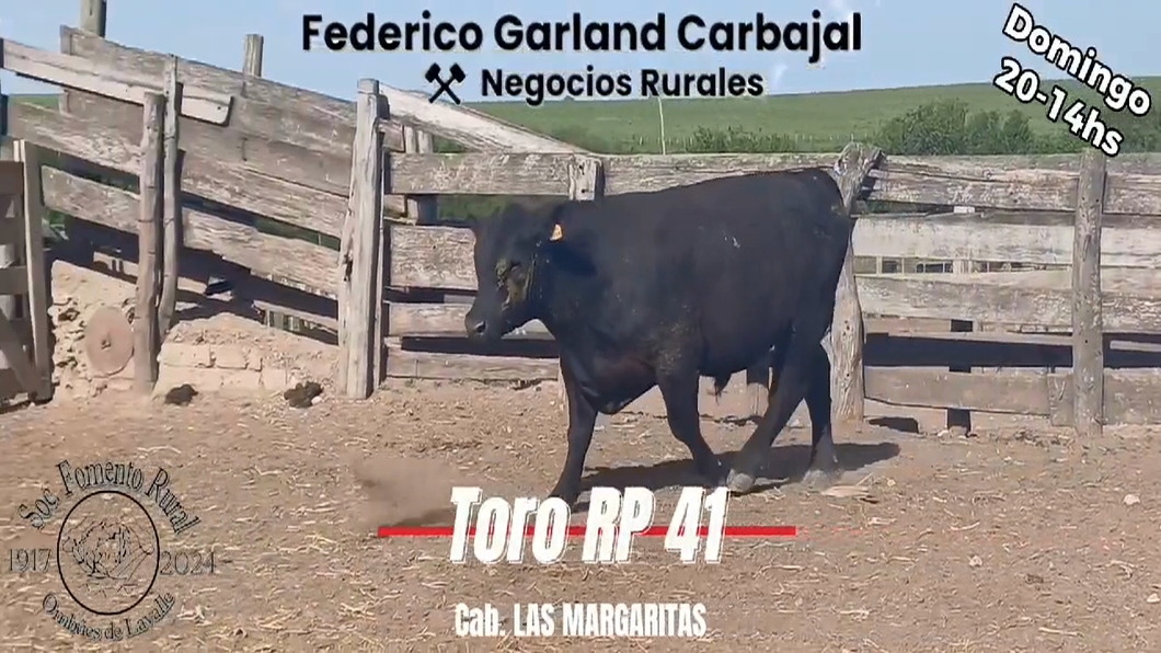 Lote TORO PI ANGUS a remate en Expo Ombues en OMBUES DE LAVALLE