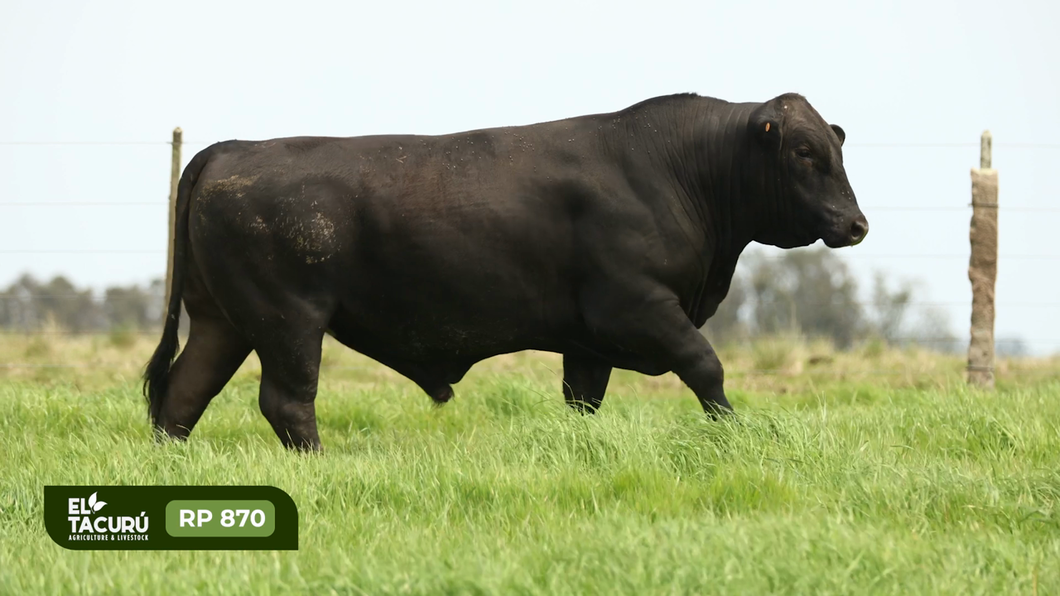 Lote Toros a remate en Subasta Virtual El Tacuru, Montevideo