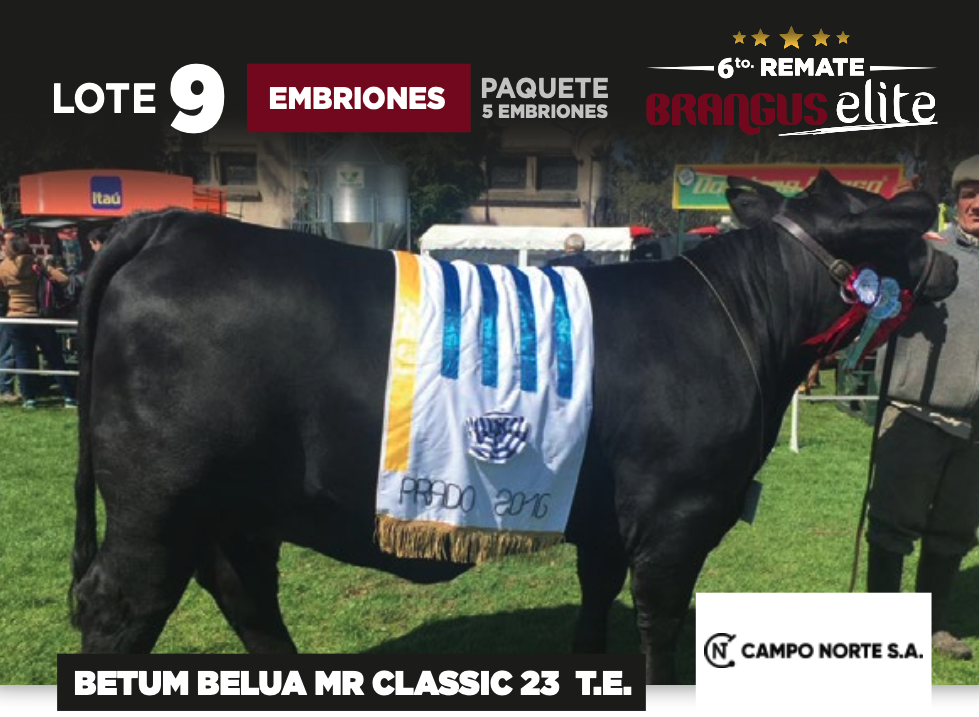 Lote BETUM BELUA MR CLASSIC 23 T.E. - CAMPO DEL NORTE