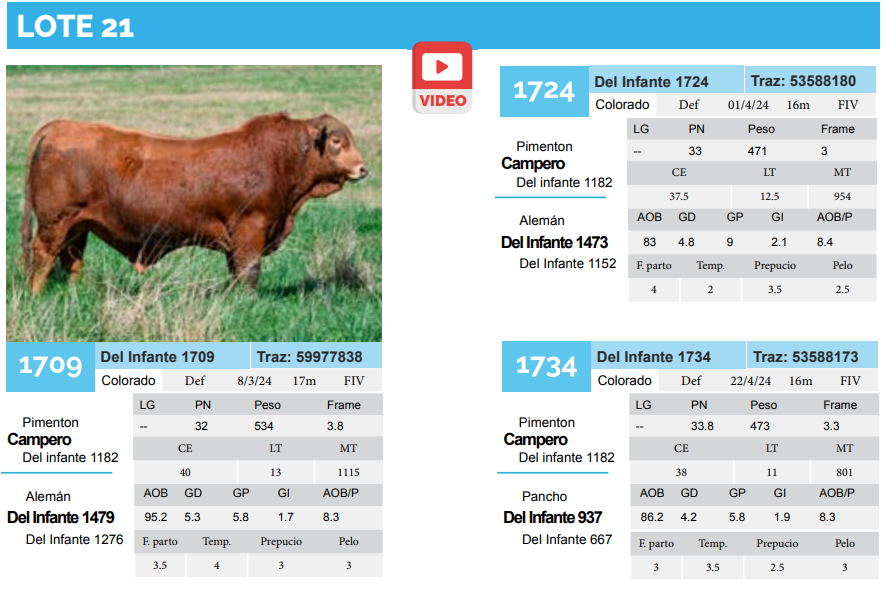 Lote Lote 21
