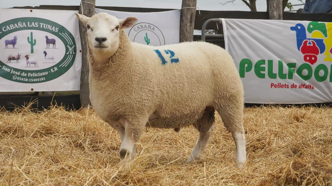 Lote TEXEL MACHO