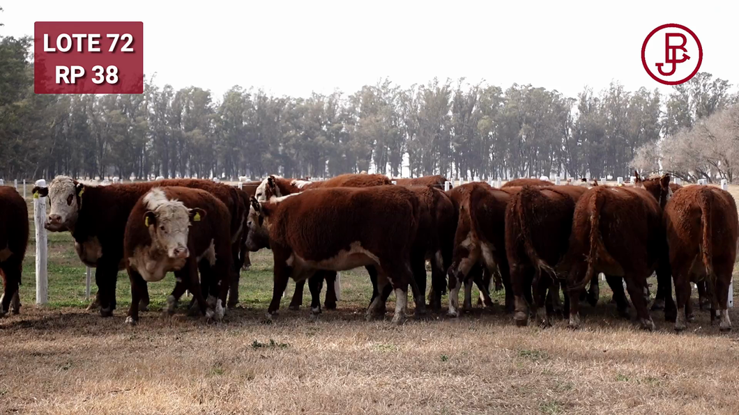 Lote Vaquillonas PR Polled Hereford Preñadas Parición Otoño