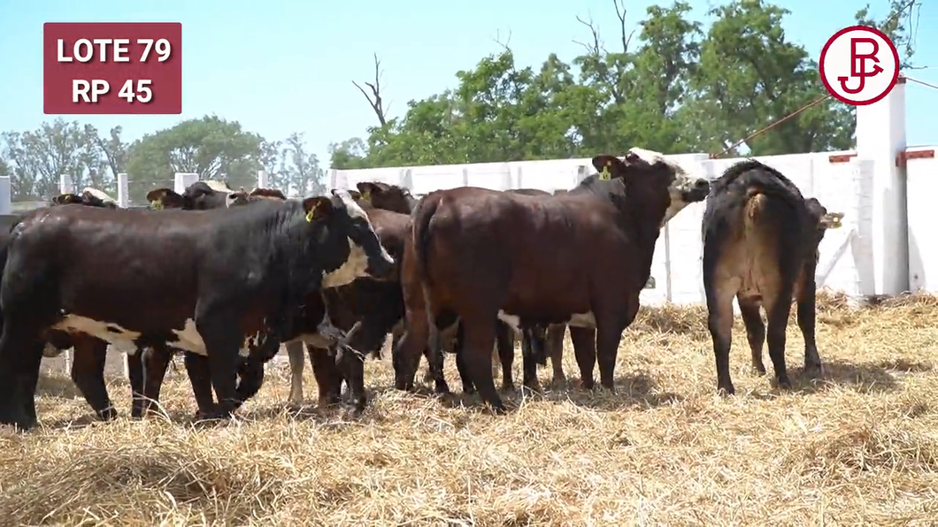 Lote BRAFORD 1/2 SANGRE PREÑADAS CON TORO HEREFORD JB. PARICIÓN JUNIO / JULIO 2025