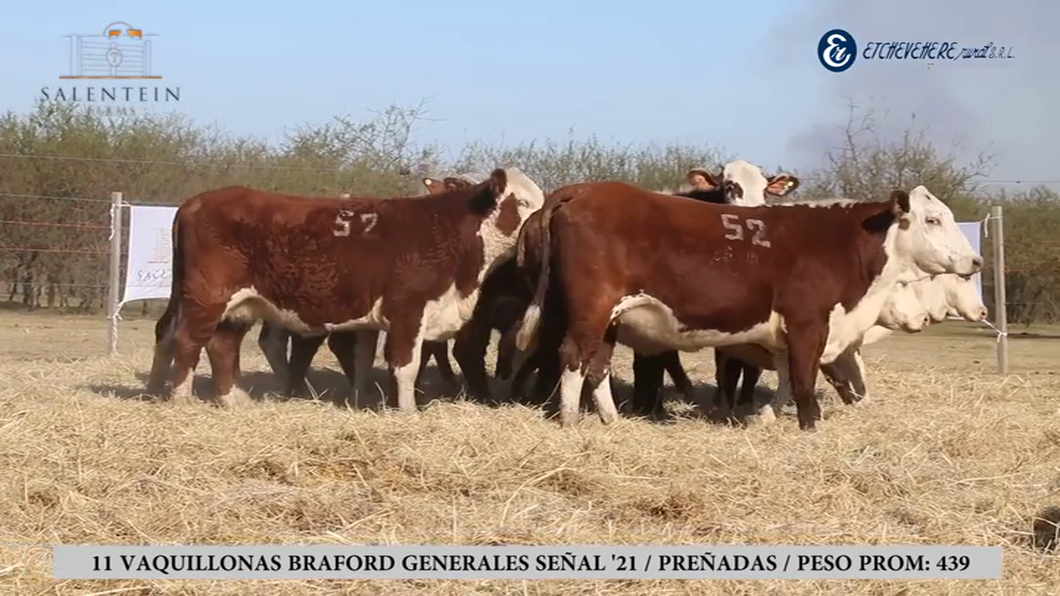 Lote Vaquillas Braford Generales Señal ´21-Preñadas IATF (28-12-2023) y Servicio Colectivo (03/01/24 al 05/02/24)