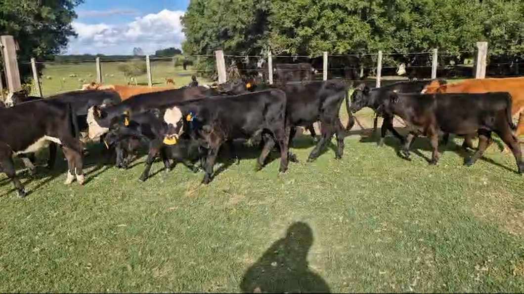 Lote 16 Terneros y Terneras a remate en Pantalla Camy, San José