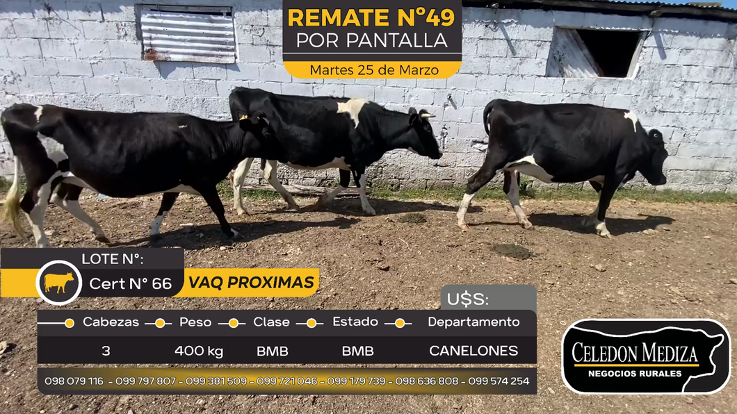 Lote 3 Vaquillonas preñadas en Otra Localidad, San José