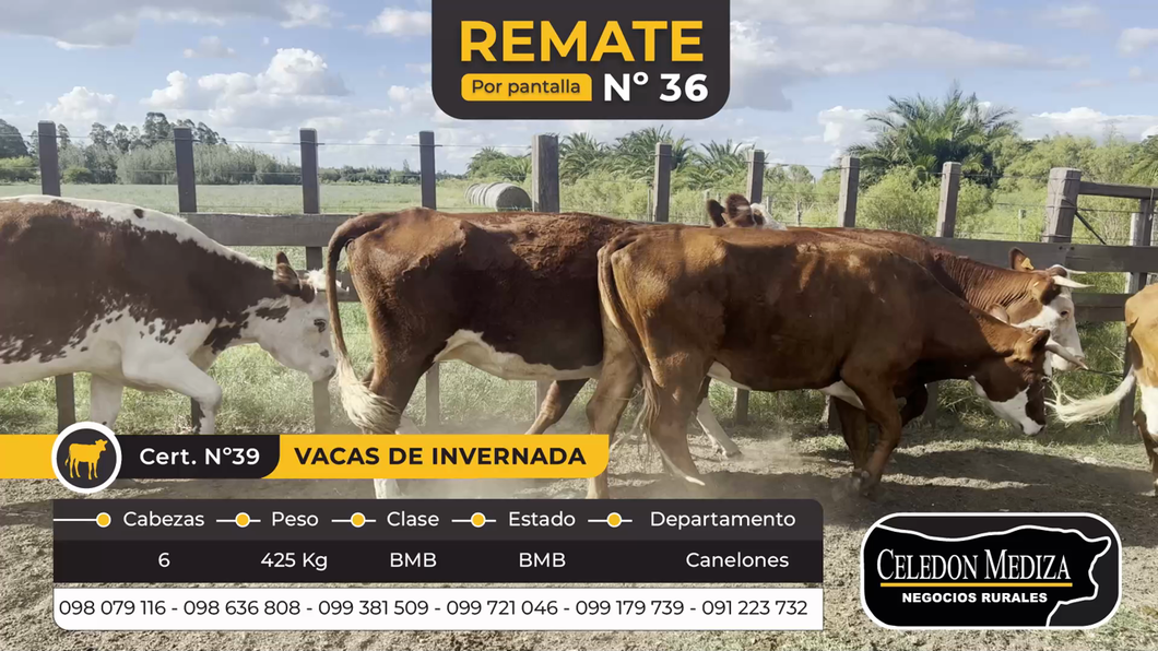 Lote 6 Vacas de Invernada en Canelones