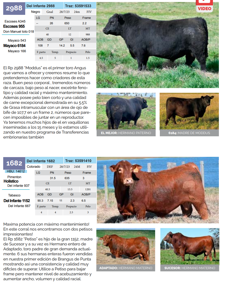 Lote Lote 6