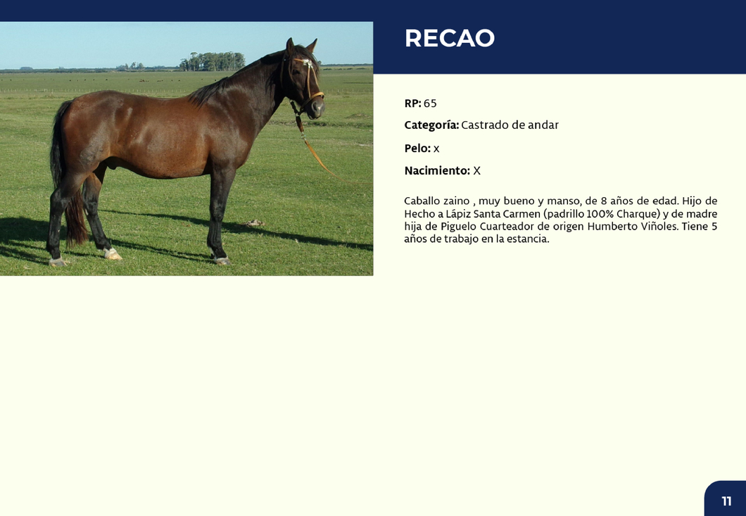Lote RP 65 - Recao