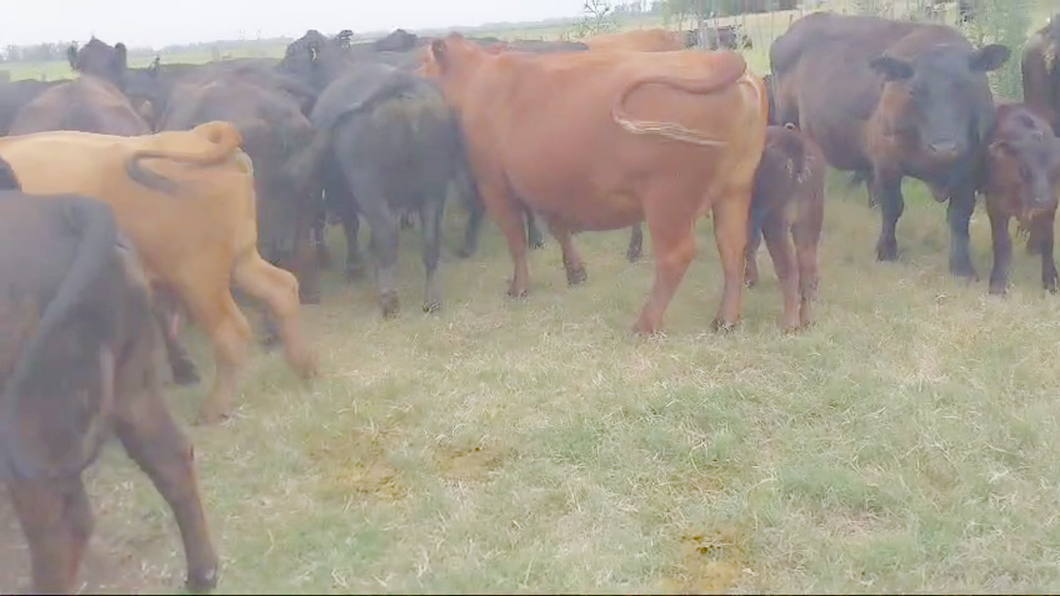 Lote 13 Vacas nuevas C/ cria en Daireaux