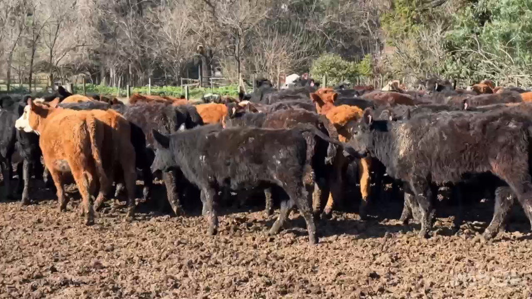 Lote 96 Terneras en Marcos Paz, Buenos Aires