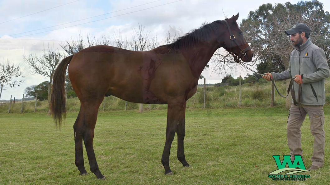 Lote SARONNO