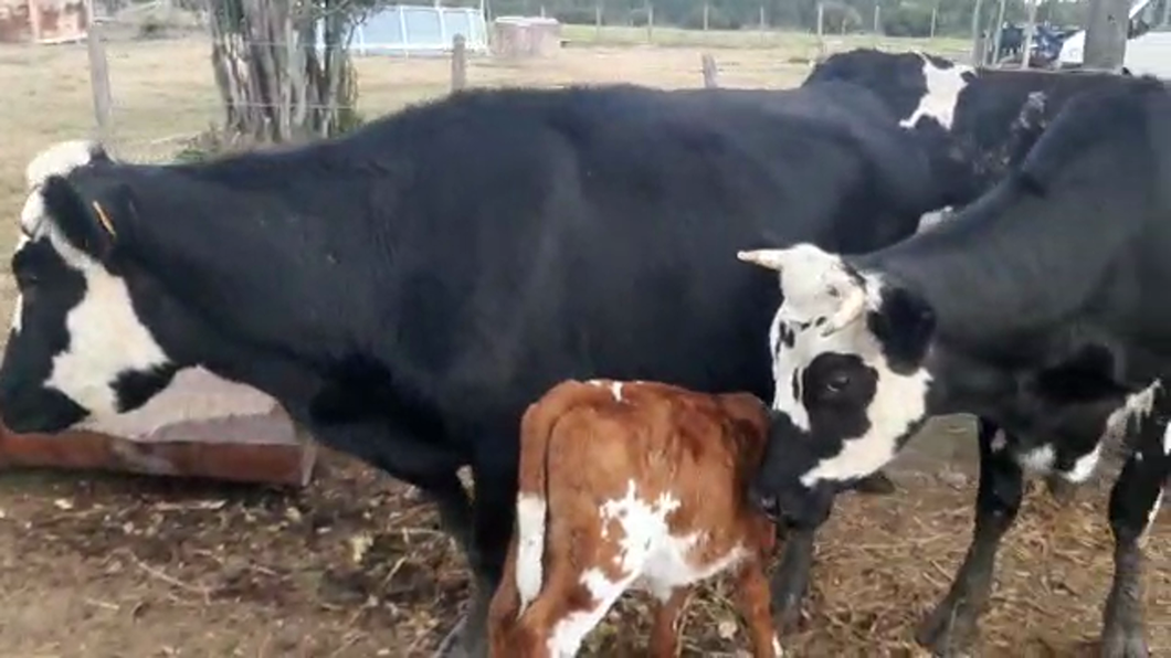 Lote 3 Vacas de Invernada HOLANDO CON NORMANDO a remate en PANTALLA CAMY 550kg - , San José
