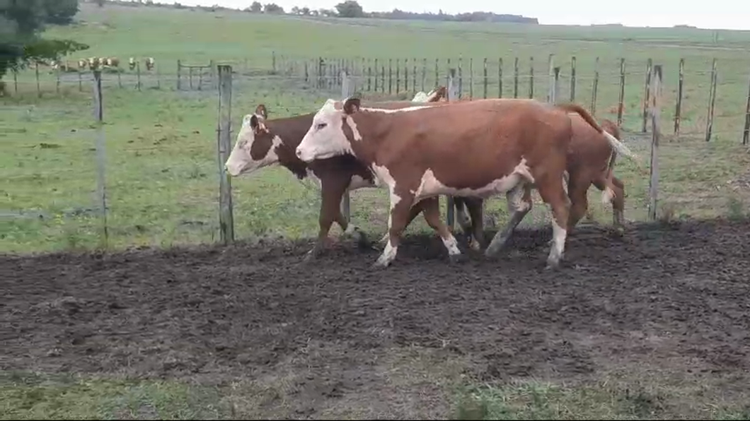 Lote 3 Vaquillonas 1 a 2 años HEREFORD a remate en #50 Pantalla Carmelo 355kg -  en PASO HOSPITAL