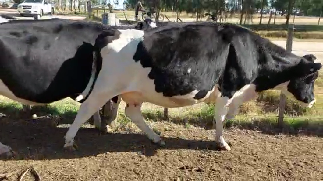 Lote 3 Vacas de Invernada HOLANDO a remate en PANTALLA CAMY 480kg - , San José