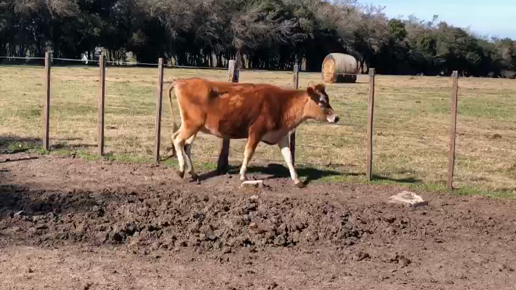 Lote Vaquillonas  Jersey a remate en Pantalla Camy  350kg - , San José