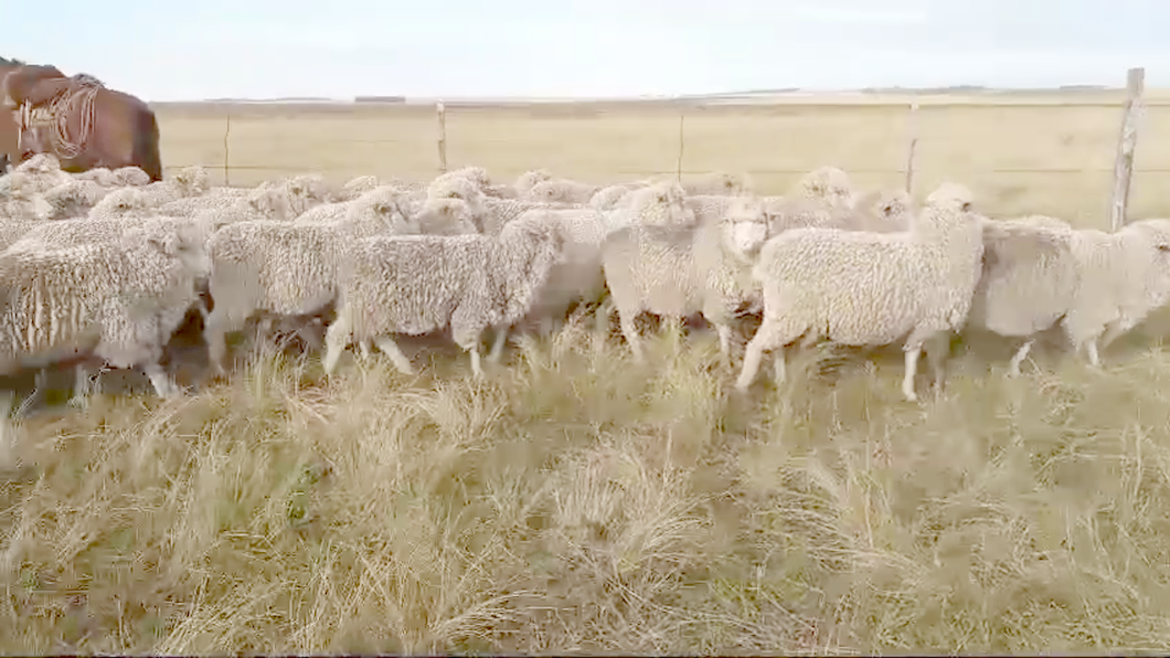 Lote Ovejas Merino Australiano