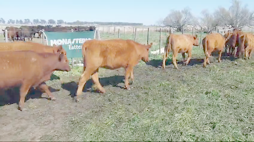 Lote 60 Vaquillonas en Arboledas