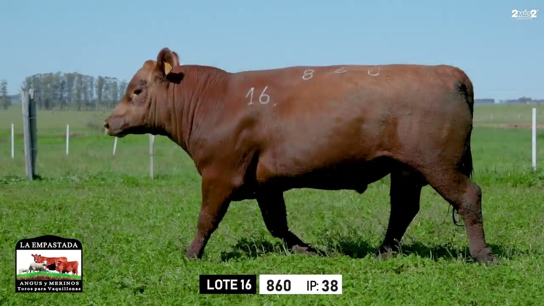 Lote Toros a remate en Toros para Vaquillonas - La Empastada, Durazno