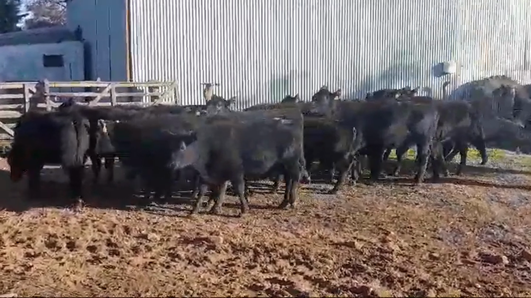 Lote (Vendido)20 Terneras ANGUS a remate en #47 Pantalla Carmelo 275kg -  en SAN ROQUE