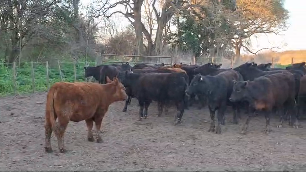 Lote 85 VAQUILLONAS en CAÑUELAS