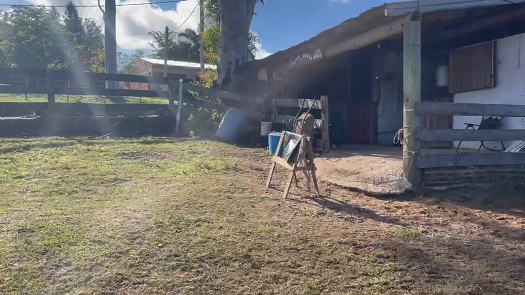 Lote 3 Novillos 2 a 3 años HOLANDO NORMANDO a remate en Pantalla - Luis Zaldua 471kg -  en ARENITAS