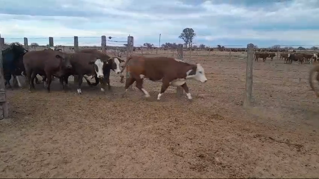 Lote 32 Vaquillonas Braford y sus cruzas en Villa Saralegui, Santa Fe