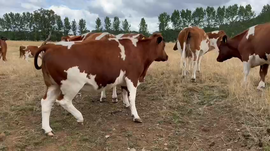 Lote 25 Vaquilla Preñada en Río Bueno, XIV Región Los Ríos