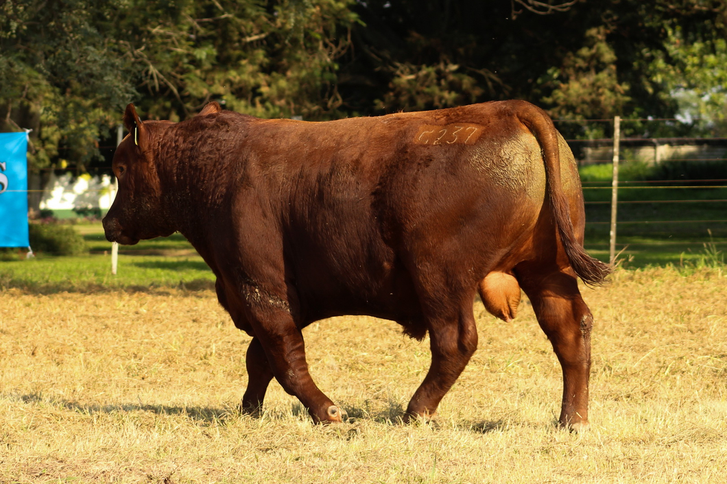 Lote CABAÑA COEMBOTÁ: RP 237