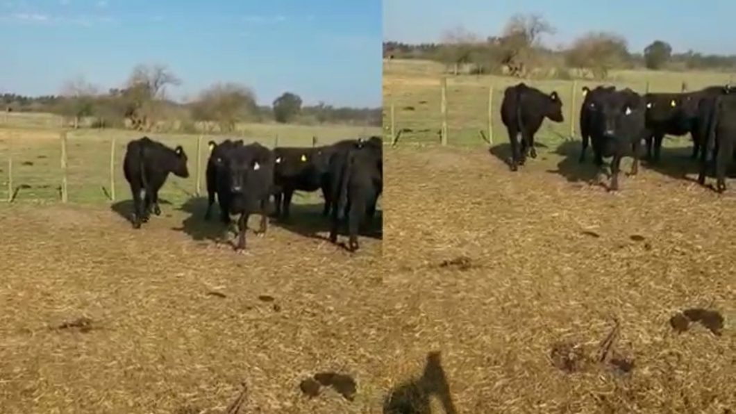 Lote 18 Vacas nuevas Preñadas en La Plata, Buenos Aires