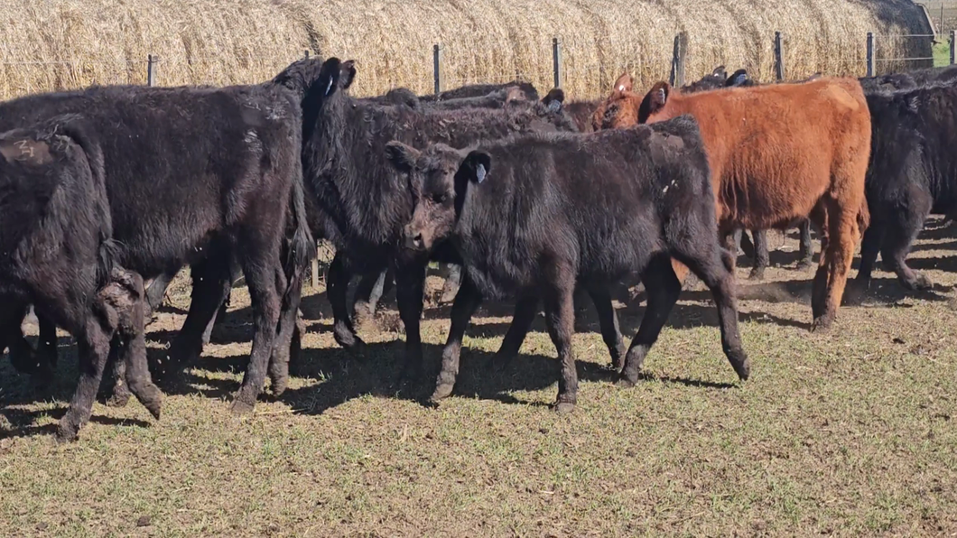 Lote 64 Terneros en Buenos Aires, Tandil