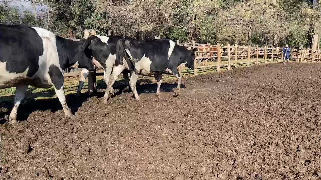 Lote 40 Vaquilla Gorda en Mostazal, VI Región O-Higgins