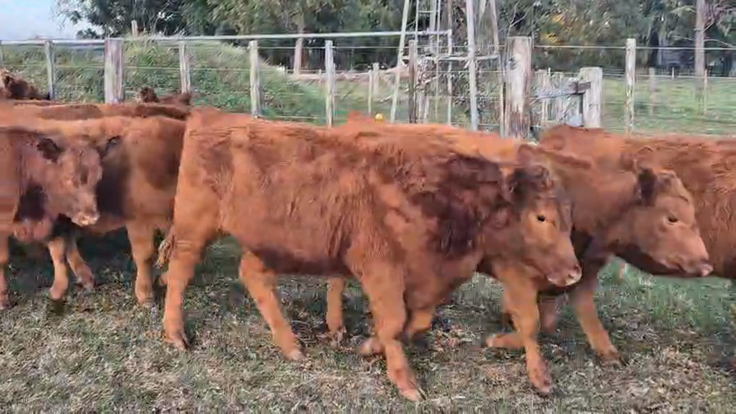 Lote 60 Terneros/as