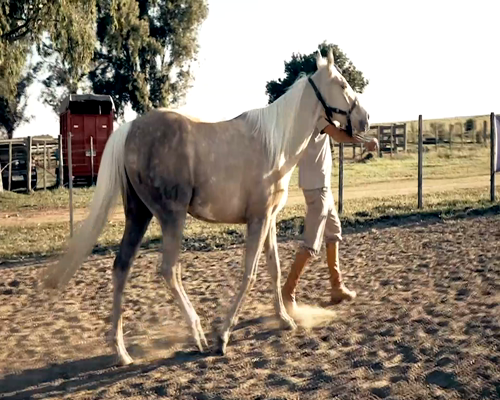 Lote LM JANGO VIK