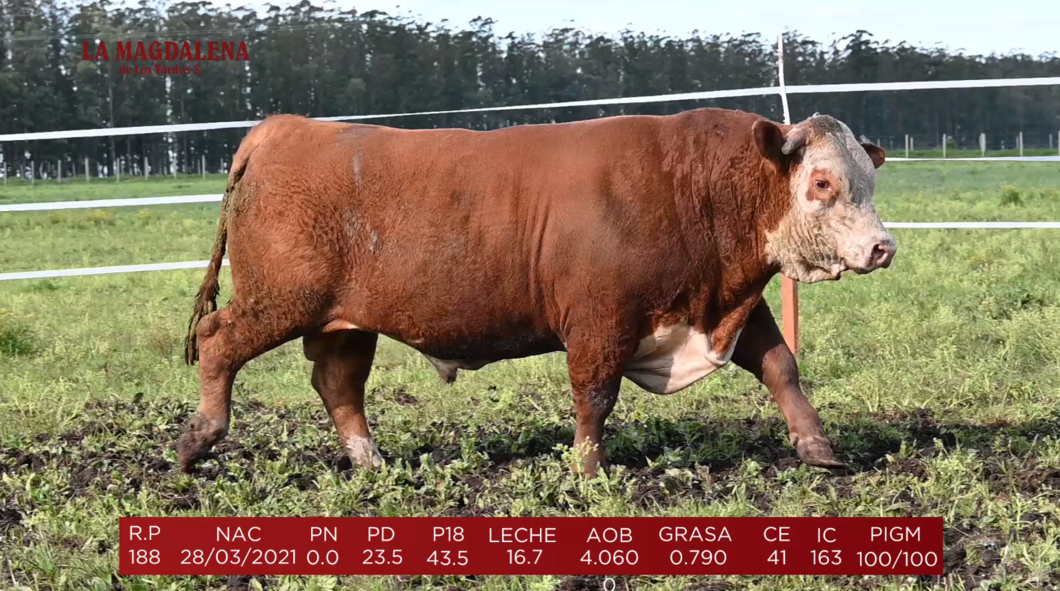 Lote Brete 15 - Polled Hereford