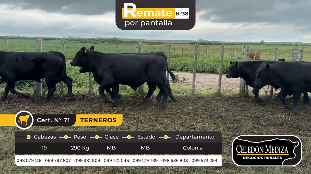 Lote 19 Terneros en Agraciada, Colonia