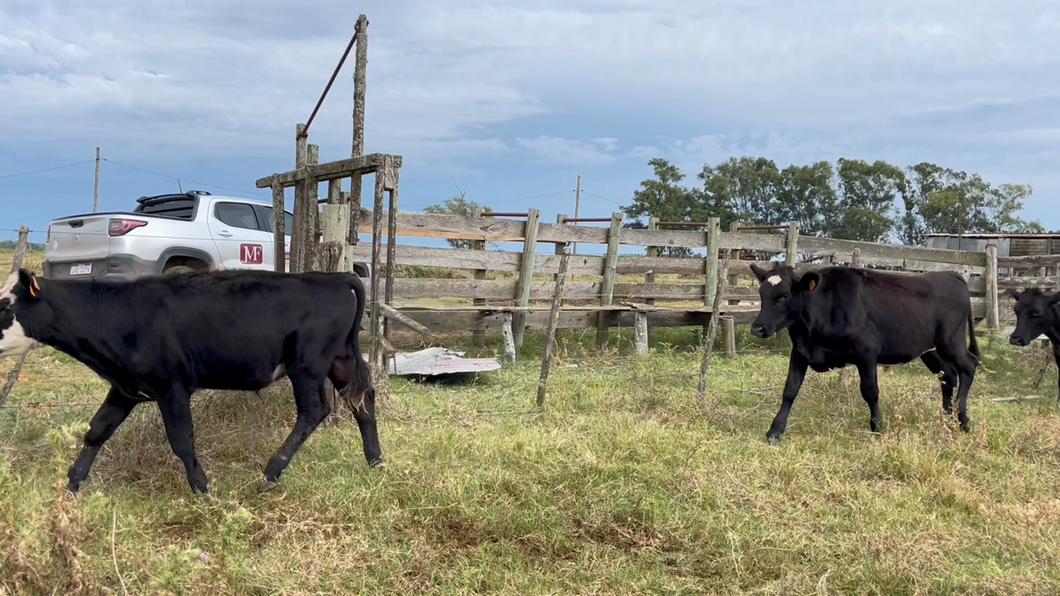 Lote NOVILLOS 1 a 2 AÑOS