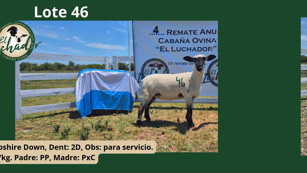 Lote PxC