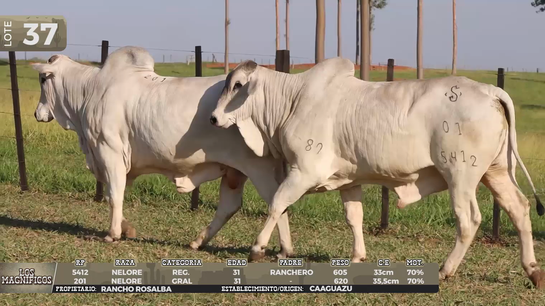 Lote LOTE 37 - EN VIVO