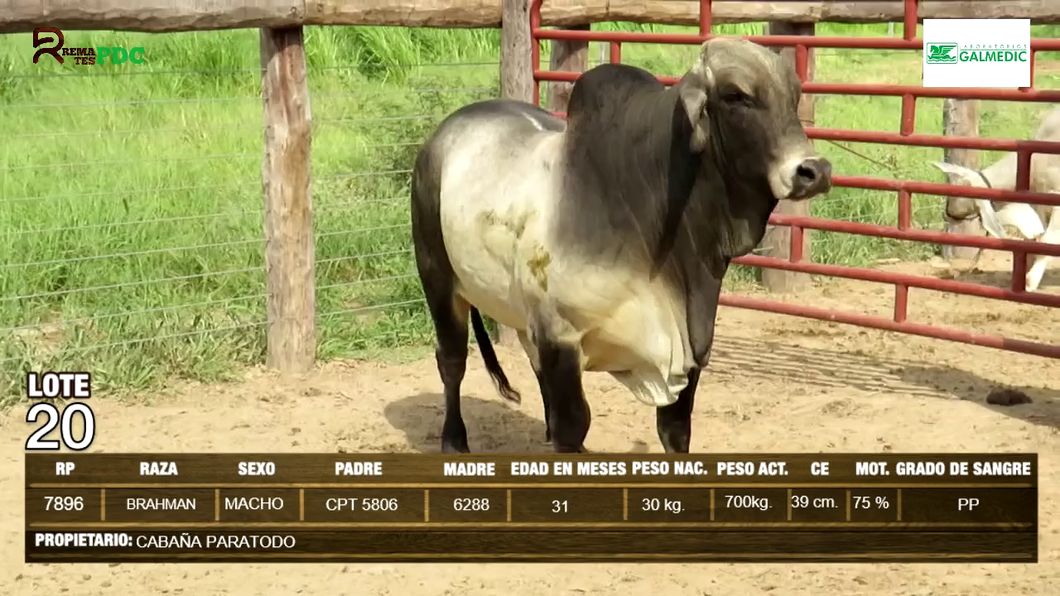 Lote Machos BRAHMAN a remate en Expo Pioneros 24 de Mayo 2024 en Pioneros del Chaco S.A.