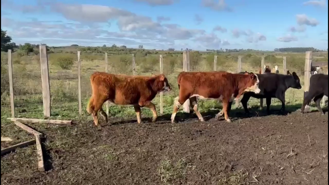 Lote TERNEROS Y TERNERAS