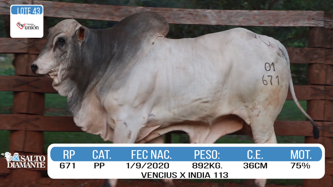Lote LOTE 43