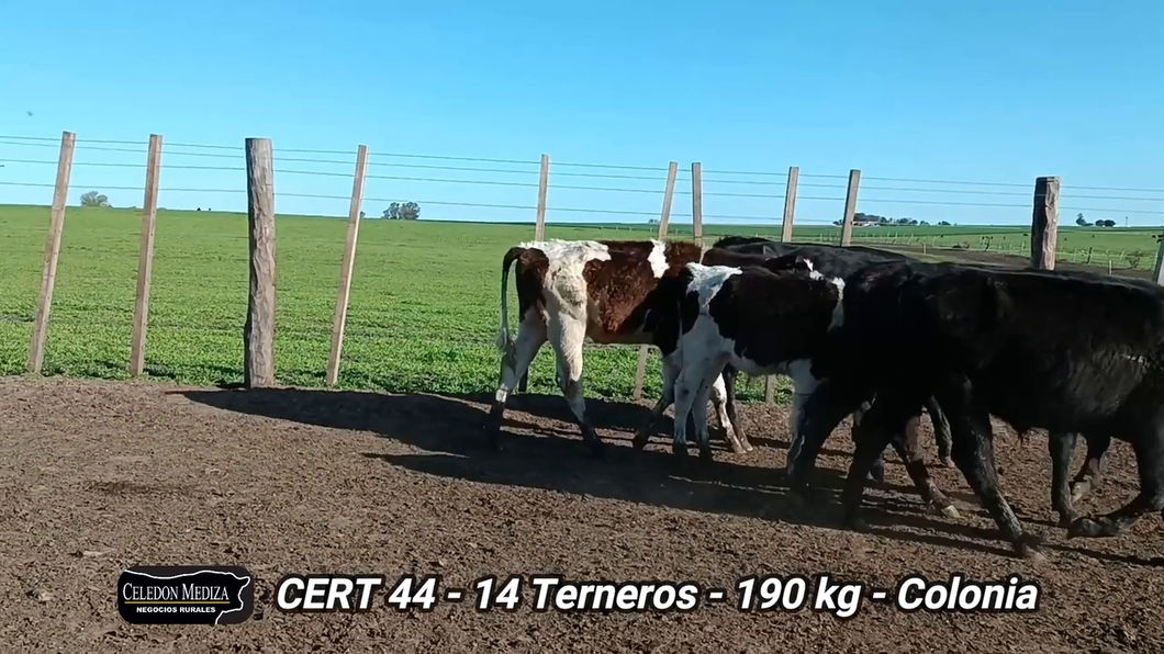 Lote 14 Terneros en Colonia